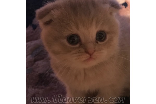 kedi Scottish fold fiyatları