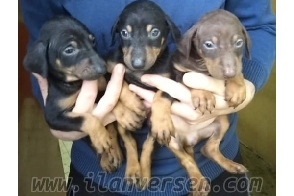 Doberman köpek Çorlu