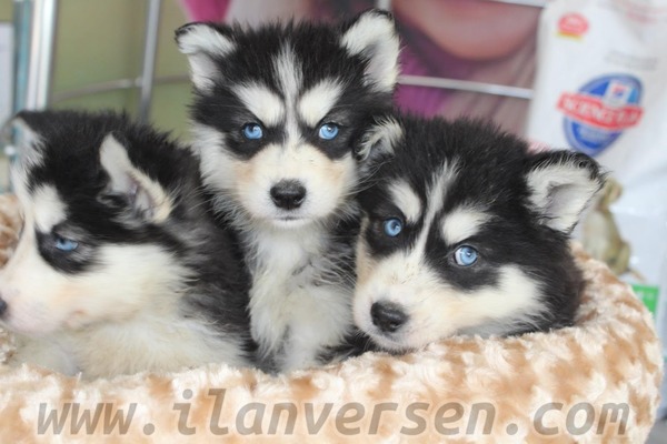 Husky İlk hayvan bakacaklara