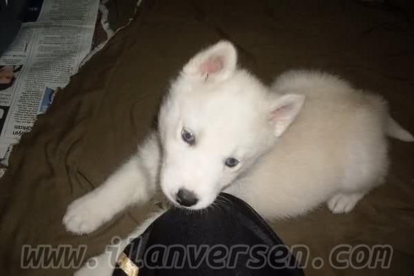 Kozyatağı Mah. köpek ilanları