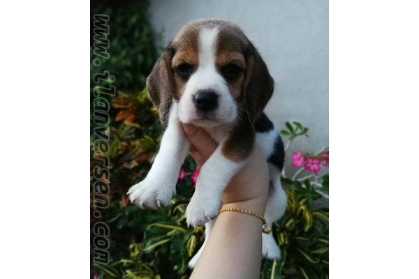 Beagle Sahibinden 1 TL