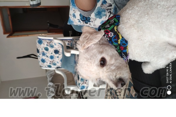 White terrier Türkmen Mah.