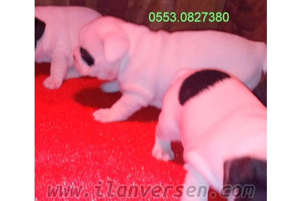 French bulldog 1 TL Gürpınar Mah.