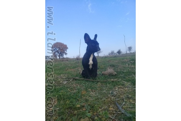 Dişi köpek Atatürk Mah.