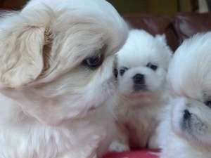 beyaz pekinez Pekinez Dişi ve Erkek köpek