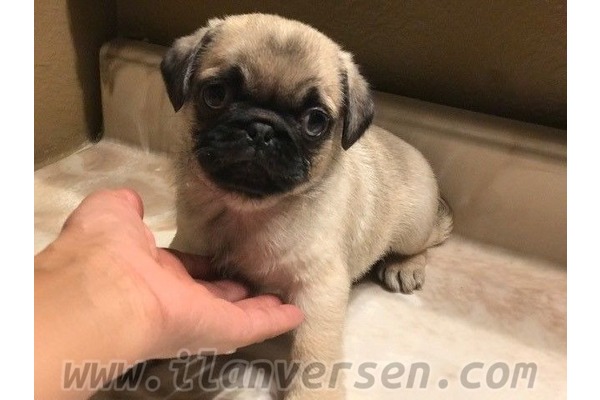 Ergene Mah. köpek fiyatları