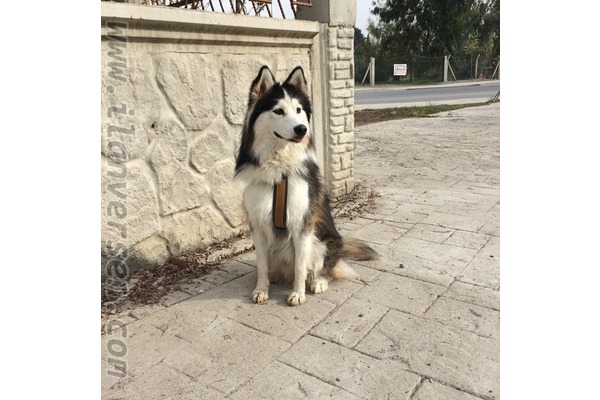 Husky Sahibinden Reşadiye Mah.