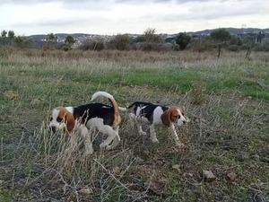 künyesi Beagle Sahibinden 1 TL