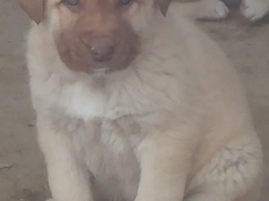 4 adet Kangal