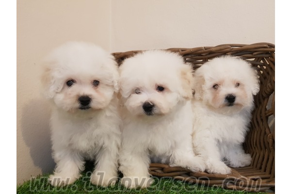 Çengelköy Mah. Bichon Frise ilanları