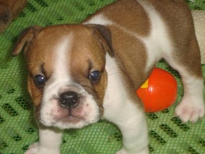 köpek Buldog fiyatları