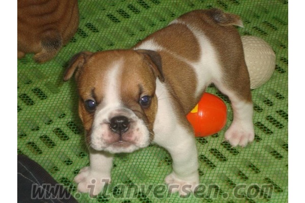 köpek Buldog fiyatları