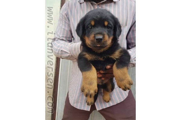 Rottweiler yaş 0-3 Aylık