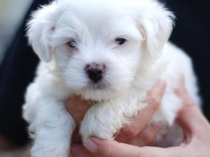 terrier beyaz Malta terrier yaş 0-3 Aylık