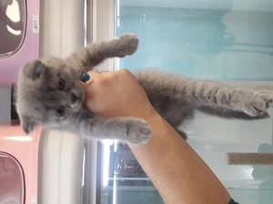 Scottish fold 0-3 Aylık