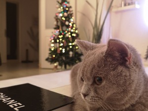 Fener Mah. kedi ilanı ver