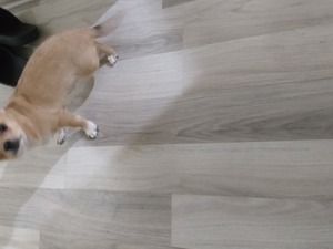 Chihuahua Sahibinden Bahçeköy Yeni Mah.
