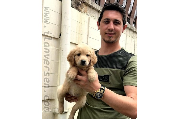Golden retriever 0 TL Çırpan Mah.