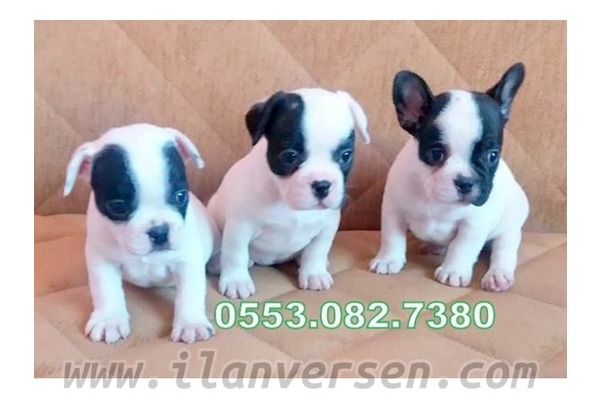 SAFKAN IRK FRENCH BULLDOG YAVRULAR