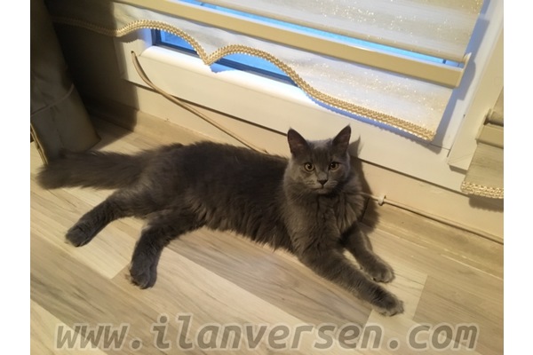 kedi ilanlari 30 Ağustos Mah.