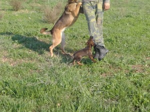 siyah süs köpekleri yaş 0-3 Aylık köpek Atatürk Mah.
