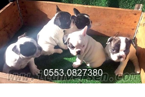 Gürpınar Mah. köpek ilanları