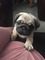 Pug Atatürk Mah.