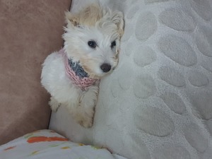 Maltese terrier yaş 3-6 Aylık Viranşehir Mah.