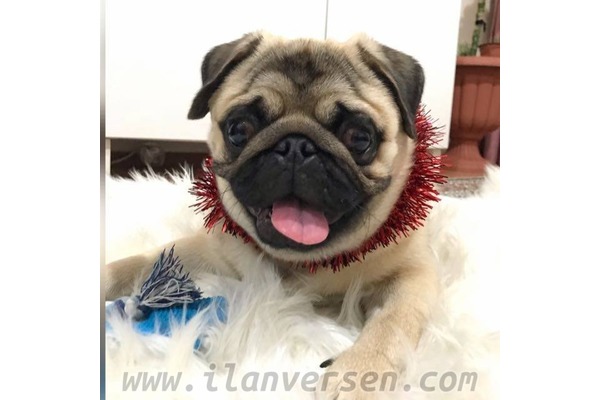 Pug Sahibinden 0 TL