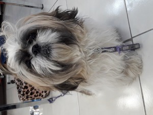 Balat Mah. köpek ilanı