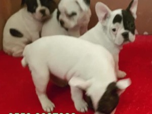 Gürpınar Mah. köpek ilanı ver