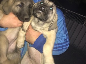 Kangal köpek Pendik