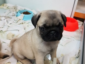 yaş 0-3 Aylık köpek Balat Mah.