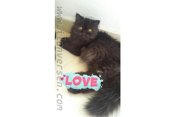 Kozluk Mah. kedi ilanı