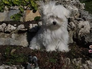 beyaz terier Maltese terrier 1 TL Çengelköy Mah.