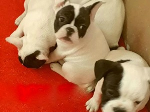 French bulldog Dişi ve Erkek köpek