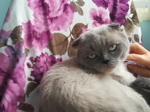 Scottish fold Erkek Cevizli Mah.