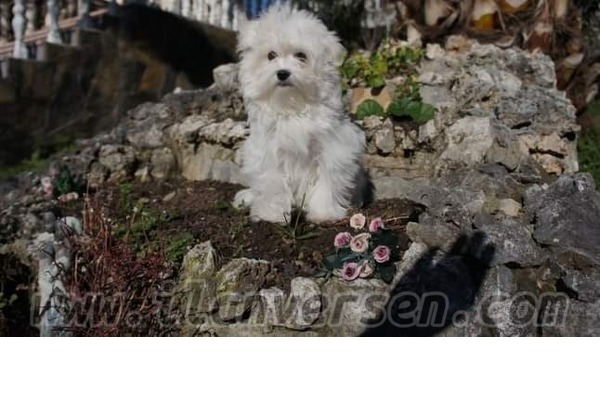 Çengelköy Mah. köpek ilanı