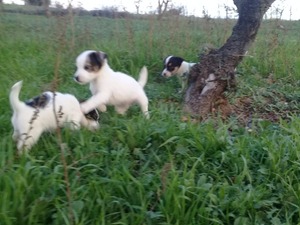Jack Russel terrier Atatürk Mah.
