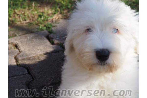 Bobtail yaş 0-3 Aylık Yahyakaptan Mah.