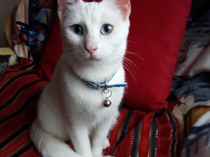 mavi prenses kedi ilanlari Kirazlı Mah.