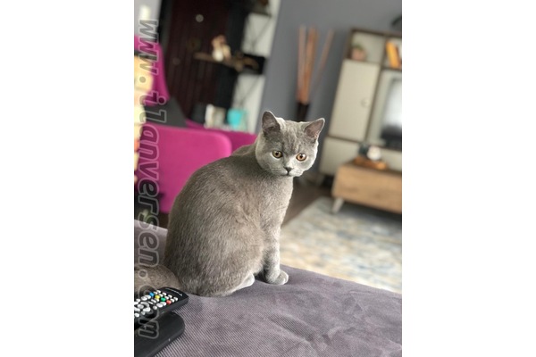 British shorthair kedi Çankaya