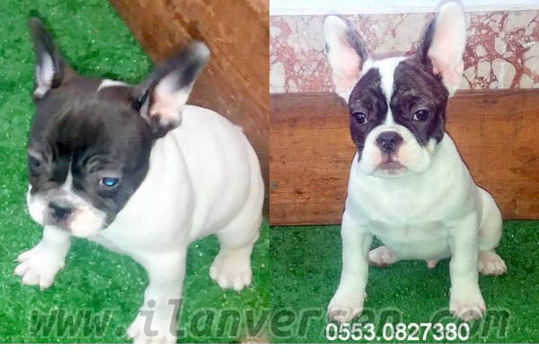 French bulldog Gürpınar Mah.