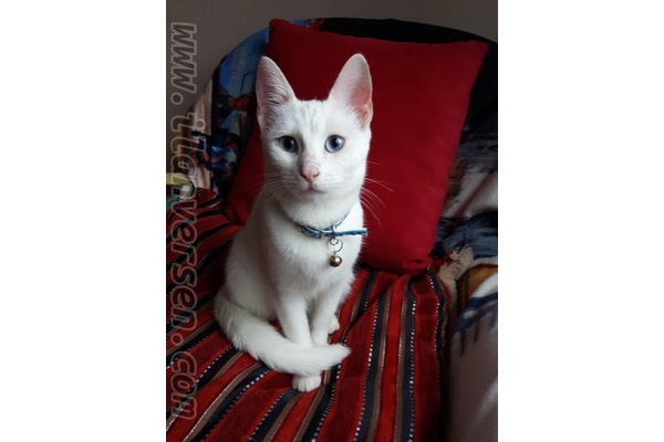 kedi Van fiyatları