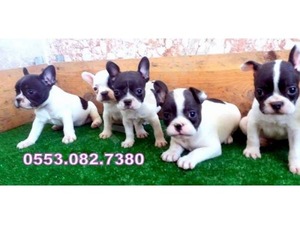 French bulldog Dişi ve Erkek köpek