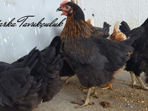 Karesi Mah. hayvanlar ilanları