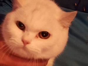 British shorthair 3-6 Aylık