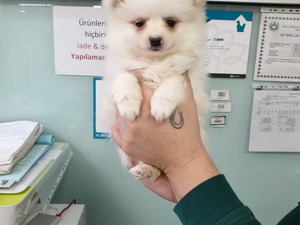 Pomeranian köpek Nilüfer