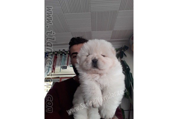 Fevzi Çakmak Mah. köpek ilanı ver