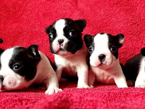 Fevzi Çakmak Mah. köpek ilanı